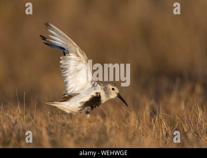 Reproduction de la scène de Dunlin afficher sur la toundra arctique Banque D'Images