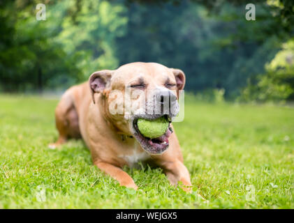 Un heureux pit-bull terrier dog allongé dans l'herbe et de mâcher sur une boule Banque D'Images