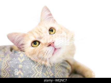 Un domestique tabby brun chamois chat moyen de détente dans un lit de chat Banque D'Images