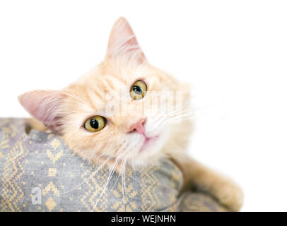 Un domestique tabby brun chamois chat moyen de détente dans un lit de chat Banque D'Images
