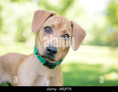 Un joli Labrador / Golden Retriever chiot de race mixte avec une inclinaison de tête d'écoute Banque D'Images
