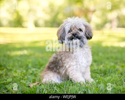 Un mignon petit Shih Tzu chien assis à l'extérieur dans l'herbe Banque D'Images