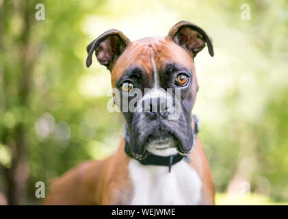 Close up d'un Boxer Pure race chien regardant la caméra Banque D'Images