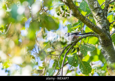 Une hirondelle est assis dans un arbre sur une branche avec des feuilles vertes à l'avant et l'arrière-plan Banque D'Images