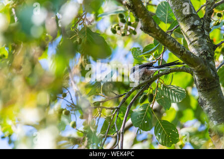 Une hirondelle est assis dans un arbre sur une branche avec des feuilles vertes à l'avant et l'arrière-plan Banque D'Images