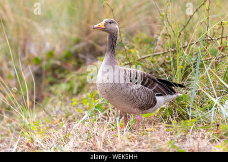 Oie cendrée (Anser anser) dans les dunes, à Juist, îles de la Frise orientale, en Allemagne. Banque D'Images