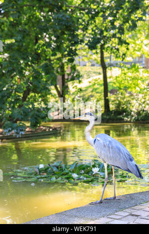 Héron gris européenne (Ardea cinerea) permanent d'oiseaux sauvages en attente de proies par l'eau de bassin, Allemagne Banque D'Images