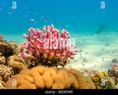 Les récifs coralliens de la mer Rouge, Egypte Banque D'Images