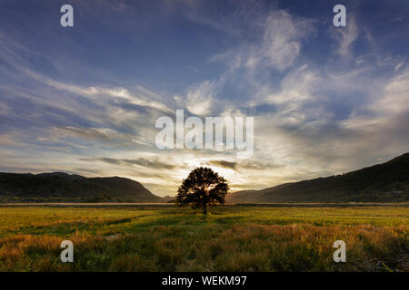 Vue grand angle d'un lone Oak tree silhouette sur le coucher du soleil dans une vallée avec des montagnes de Snowdonia en arrière-plan Banque D'Images