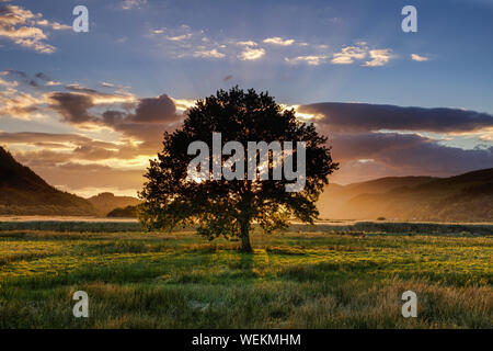 L'image spectaculaire d'un lone Oak tree silhouette sur le coucher du soleil dans une vallée avec des montagnes de Snowdonia en arrière-plan Banque D'Images