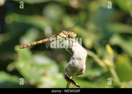 Les femelles Sympetrum striolatum (dard) libellule au repos sur une feuille sur un fond de végétation hors foyer Banque D'Images