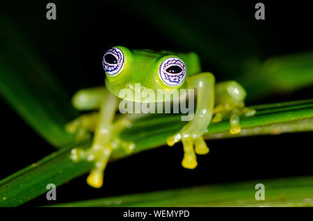 Grenouille de verre Ghost (Sachatamia ilex), Réserve de Rara Avis, Costa Rica Banque D'Images