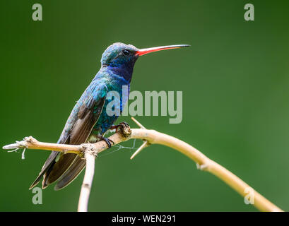 Un homme large-billed Hummingbird (Cynanthus latirostris) perché sur abranch. Tucson, Arizona, USA. Banque D'Images