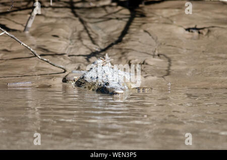 Crocodile (Crocodylus acutus) à Palo Verde National Park, Costa Rica Banque D'Images