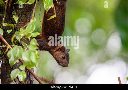 Écureuil roux (Sciurus variegatoides Variegated) près de la rivière Sarapiqui, Costa Rica Banque D'Images