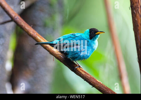 Green Honeycreeper (Chlorophanes spiza) - hommes près de la rivière Sarapiqui, Costa Rica Banque D'Images