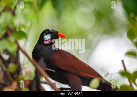 Montezuma Oropendola (Psarocolius montezuma) dans la région de Puerto Viejo de Sarapiqui, Costa Rica Banque D'Images