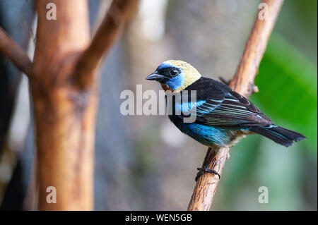 Golden-Stilpnia à capuchon (Tangara larvata) dans la région de Puerto Viejo de Sarapiqui, Costa Rica Banque D'Images