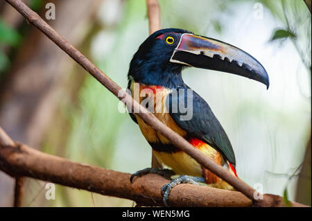 (Pteroglossus Aracari à collier torquatus) dans la région de Puerto Viejo de Sarapiqui, Costa Rica Banque D'Images