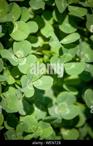 Close-up avec compensation les feuilles de trèfle, d'un concept ou d'arrière-plan pour la St Patrick Day, selective focus Banque D'Images