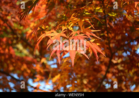 Feuilles d'érable rouge du Japon à l'automne Banque D'Images