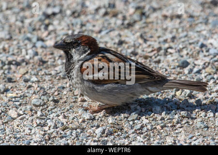 Homme Moineau domestique (Passer domesticus) s'arrête sur le sol sa couronne gris noir, poitrine et bec jaune à ce que son prochain mouvement est. Banque D'Images