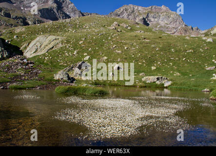 Fleurs blanches de Ranunculus trichophyllus, Threadleaf crowfoot, grandissant dans un lac de montagne Banque D'Images