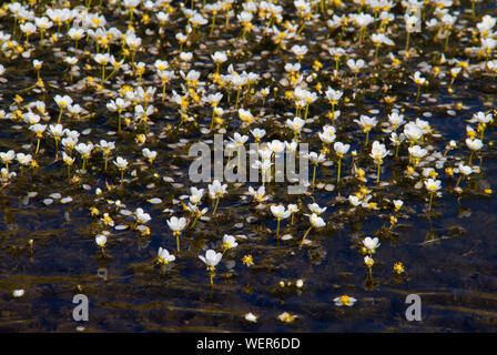 Fleurs blanches de Ranunculus trichophyllus, Threadleaf crowfoot, grandissant dans un lac de montagne Banque D'Images