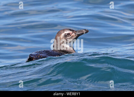 Manchot de Magellan (Spheniscus magellanicus) natation immatures dans sea Puerto Montt, Chili Janvier Banque D'Images