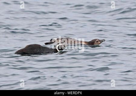 Manchot de Magellan (Spheniscus magellanicus) natation adultes et juvéniles en mer, Puerto Montt, Chili Janvier Banque D'Images