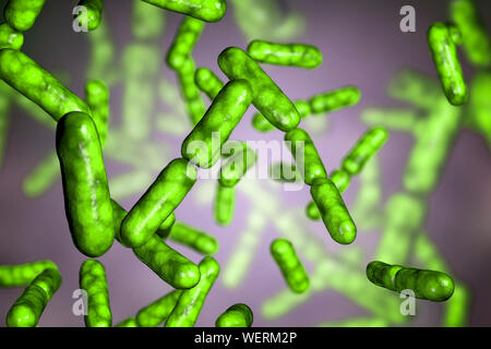 Les bactéries probiotiques Bacillus clausii, illustration Banque D'Images