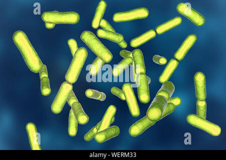 Les bactéries probiotiques Bacillus clausii, illustration Banque D'Images