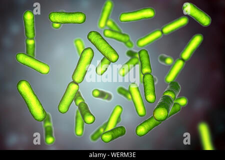 Les bactéries probiotiques Bacillus clausii, illustration Banque D'Images