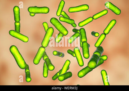 Les bactéries probiotiques Bacillus clausii, illustration Banque D'Images