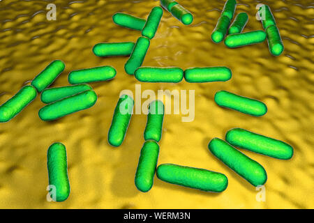 Les bactéries probiotiques Bacillus clausii, illustration Banque D'Images