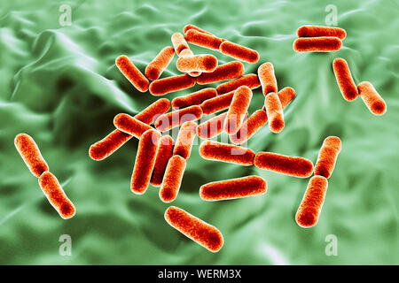 Les bactéries probiotiques Bacillus clausii, illustration Banque D'Images