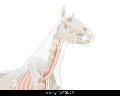 L'anatomie du cheval, illustration Banque D'Images