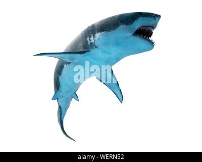 Grand requin blanc, illustration Banque D'Images