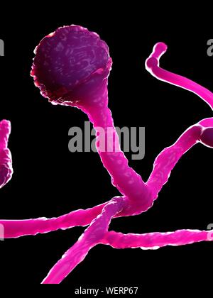 Champignon Mucor, illustration Banque D'Images