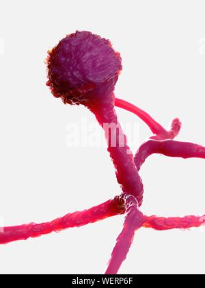 Champignon Mucor, illustration Banque D'Images