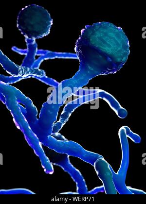 Champignon Mucor, illustration Banque D'Images