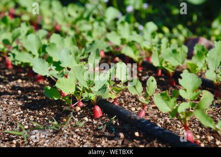 Tidy rangées de légumes radis plantés dans le sol, avec l'irrigation goutte à goutte boyau suintant, dans matin sur une petite ferme à San Diego, Californie, USA Banque D'Images