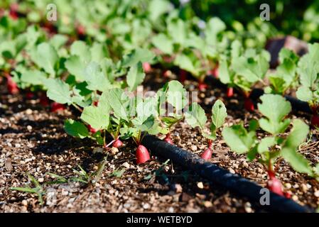 Tidy rangées de légumes radis plantés dans le sol, avec l'irrigation goutte à goutte boyau suintant, dans matin sur une petite ferme à San Diego, Californie, USA Banque D'Images