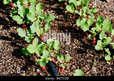 Tidy rangées de légumes radis plantés dans le sol, avec l'irrigation goutte à goutte boyau suintant, dans matin sur une petite ferme à San Diego, Californie, USA Banque D'Images