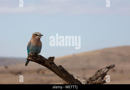 Lilac-breasted Roller (Coracias caudatus), perché, Lewa, refuge de gibier de N. E. Kenya, Afrique, par Dembinsky Assoc Photo Banque D'Images