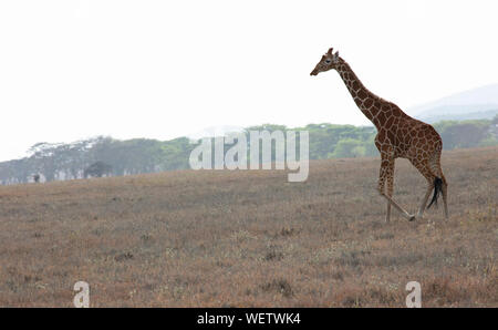 Giraffe réticulée (Giraffa camelopardalis reticulata), N. Kenya, Afrique de l'Est, par Dembinsky Assoc Photo Banque D'Images