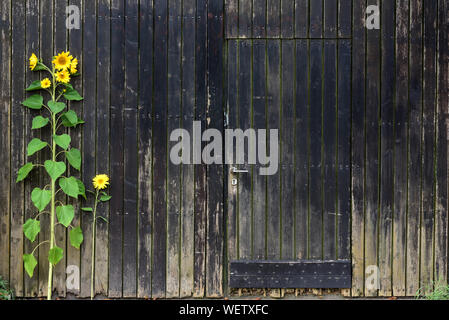 Arrière-plan de vieux vertical des lattes de bois patiné brun et une porte en bois fermée en elle, avec un tournesol décoratif en face d'elle Banque D'Images