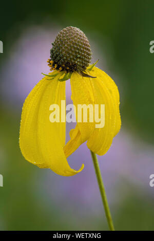 Grayhead Coneflower, à tête grise (Ratibida pinnata), et la monarde fistuleuse (Monarda fistulosa),Prairies, Midwest des États-Unis, par Bruce Mon Banque D'Images