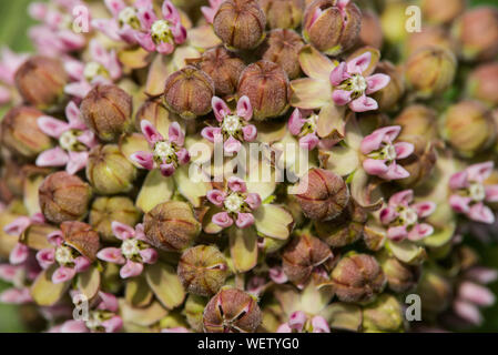 L'asclépiade commune (Asclepias syriaca) fleurs de l'Est, Amérique du Nord, Etats-Unis, par Bruce Montagne/Dembinsky Assoc Photo Banque D'Images