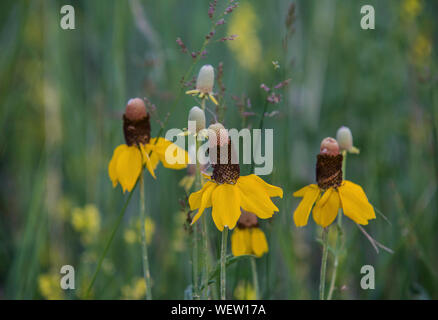 Prairie Coneflower verticale (Ratibida columnifera), également appelé Mexican Hat, Badlands National Park, S. Dakota, USA, par Bruce Montagne/Dembinsky Photo Banque D'Images